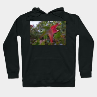 Changing autumn fall leaf Hoodie